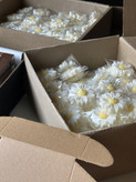 گیفت شمع گل بابونه پک ۲۰ عددی